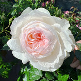 Bolero Rose